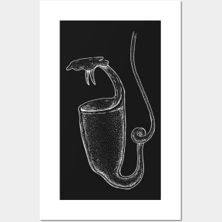 Nepenthes Bicalcarata Pitcher Plant Botanical Drawing Carnivorous Plant Posters and Art